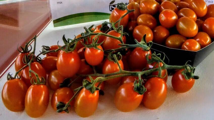 Tomates2017Macfrut|tomates-sabrosos-art|tomaten|Tom Macfrut 2016 01-02